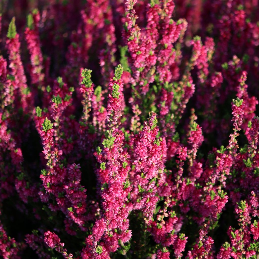 Calluna vulgaris Dark Beauty