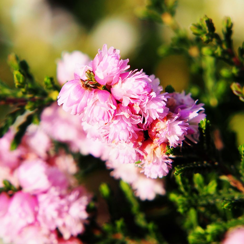 Calluna vulgaris H.E Beale