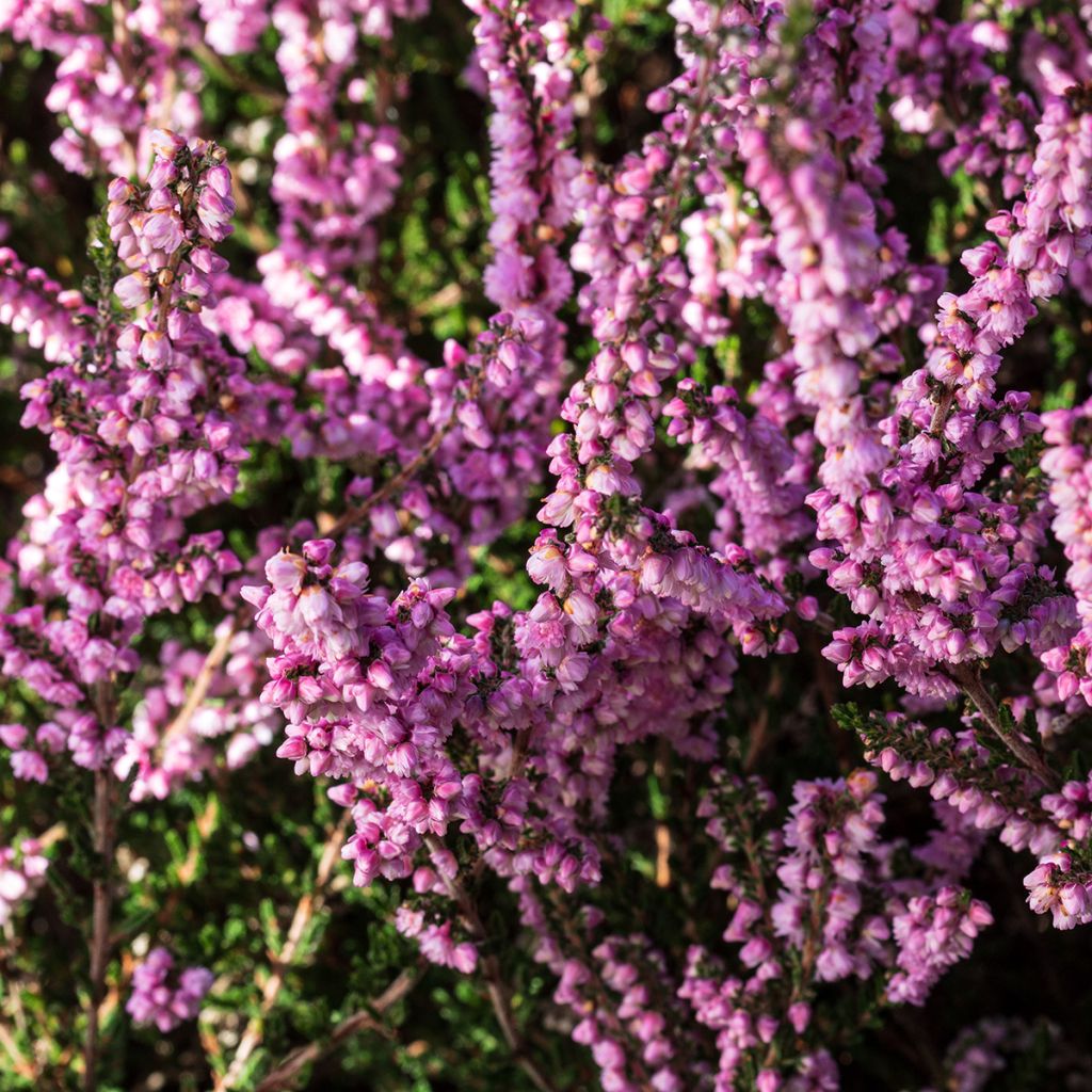 Calluna vulgaris H.E Beale