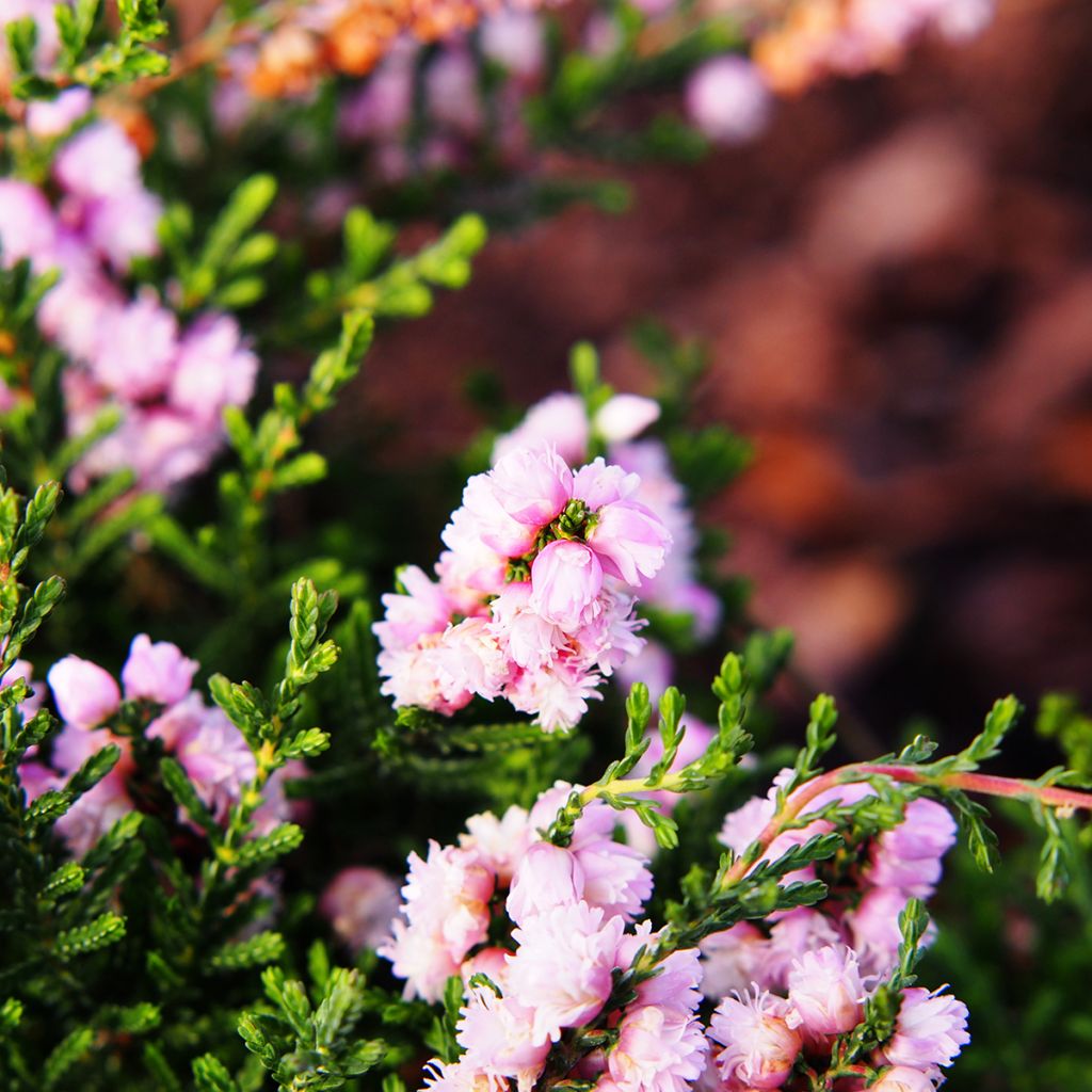 Calluna vulgaris H.E Beale