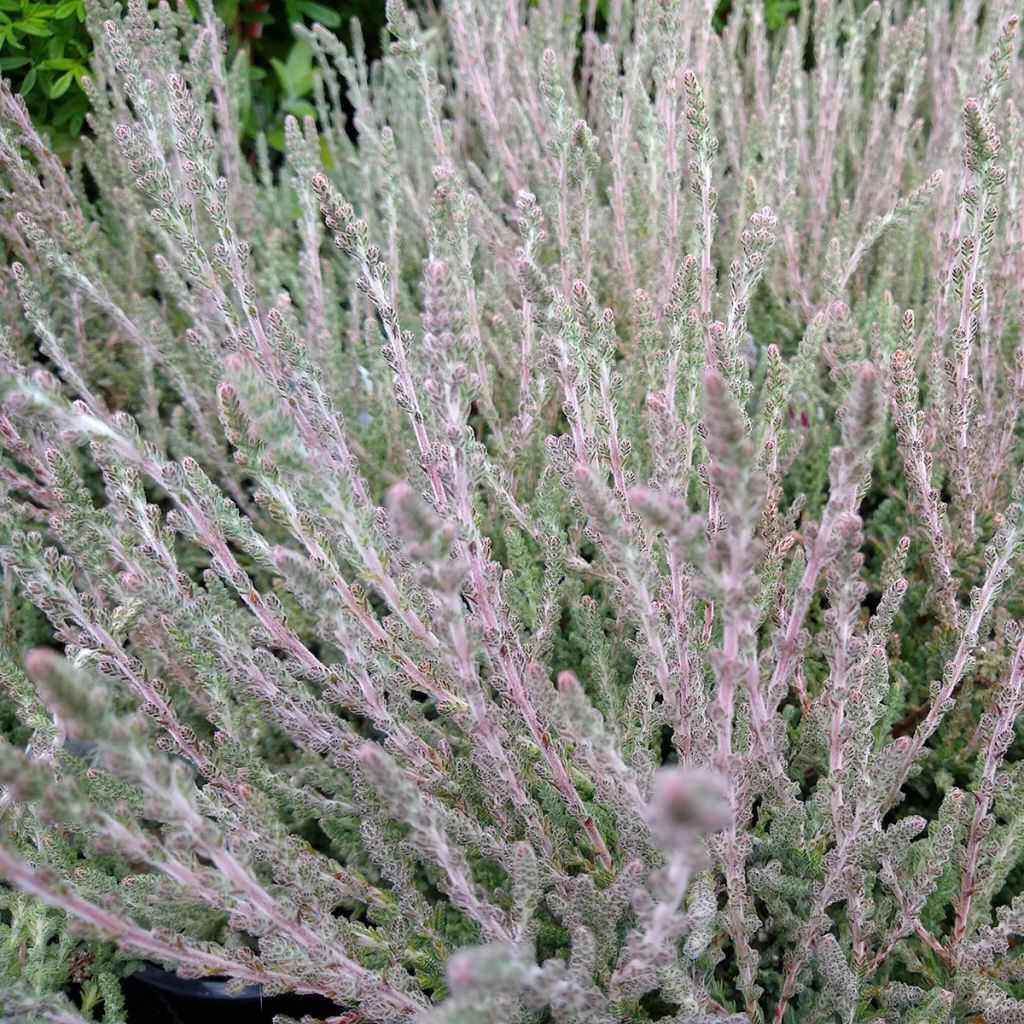 Calluna vulgaris Silver Knight