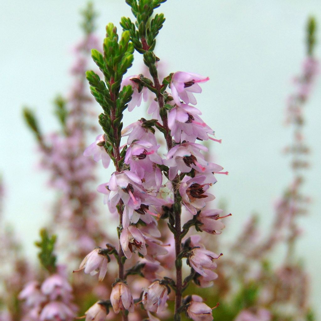 Calluna vulgaris Spring Torch
