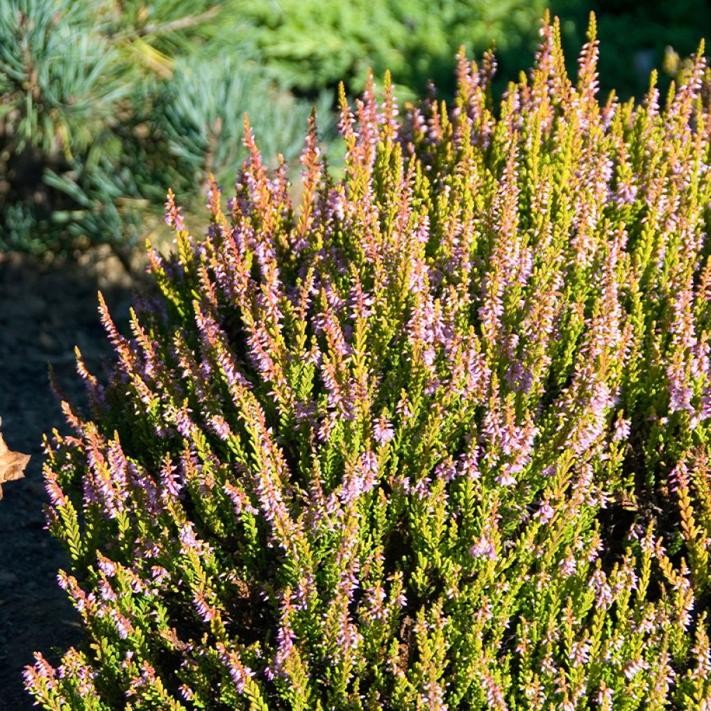 Calluna vulgaris Winter Chocolate