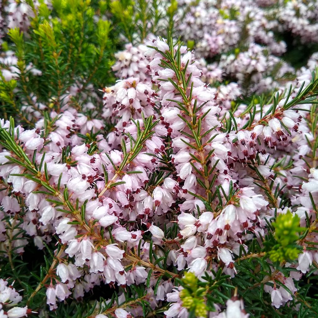 Urze de inverno Ghost Hills - Erica darleyensis