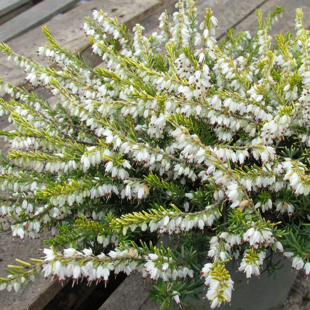 Urze de inverno Golden Perfect - Erica darleyensis