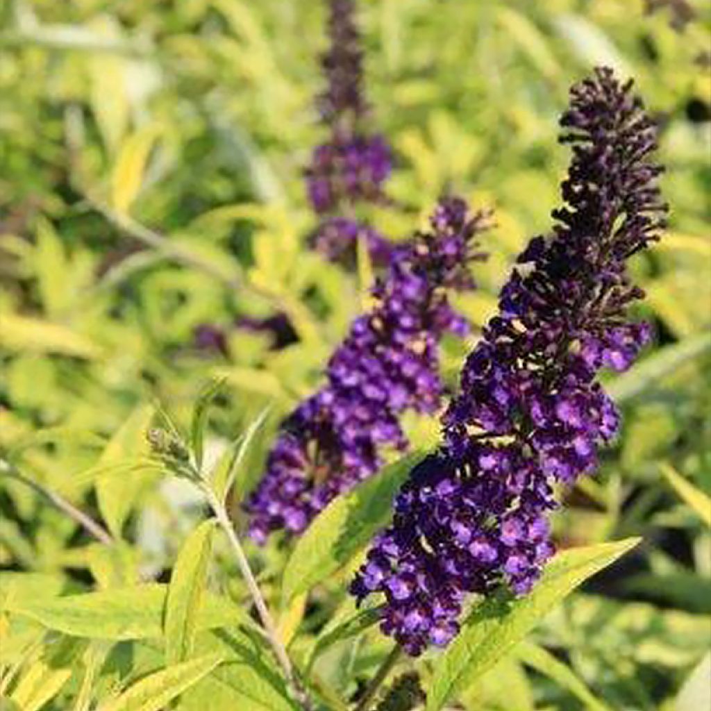 Budleia davidii Magda's Gold Knight