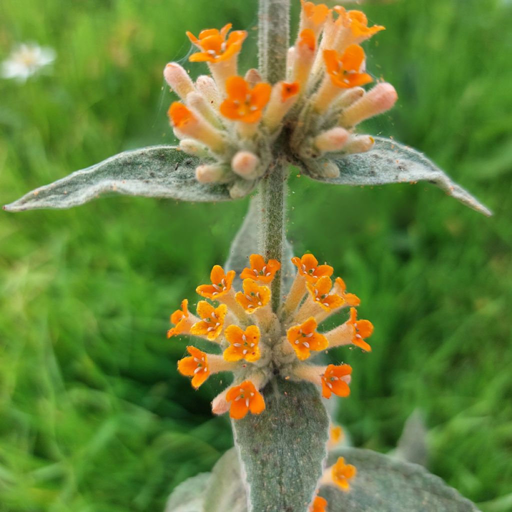 Budleia Orange Sceptre