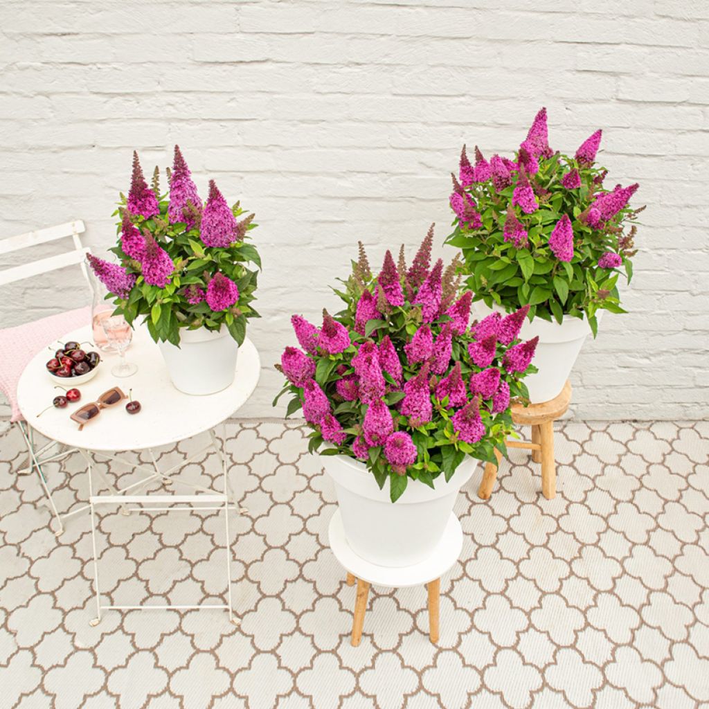 Budleia davidii Butterfly Candy Little Cerise