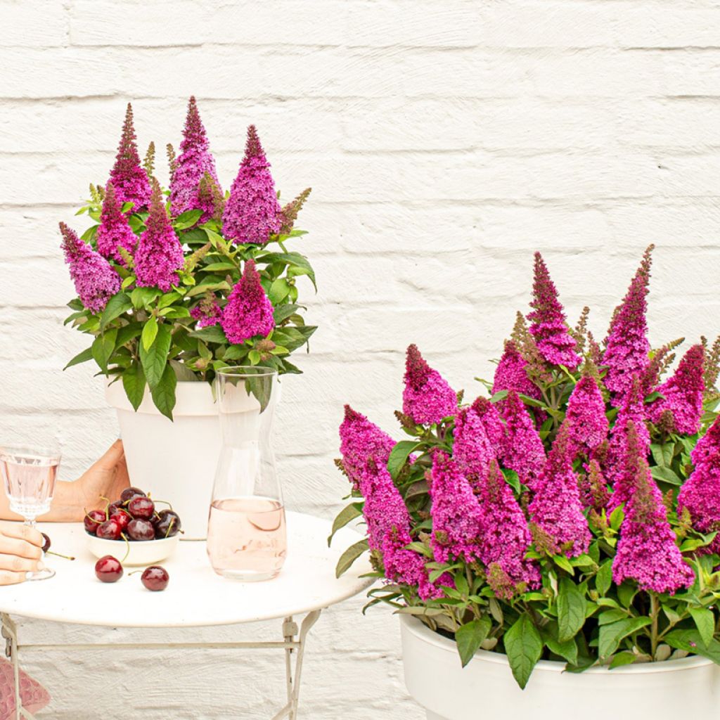 Budleia davidii Butterfly Candy Little Cerise