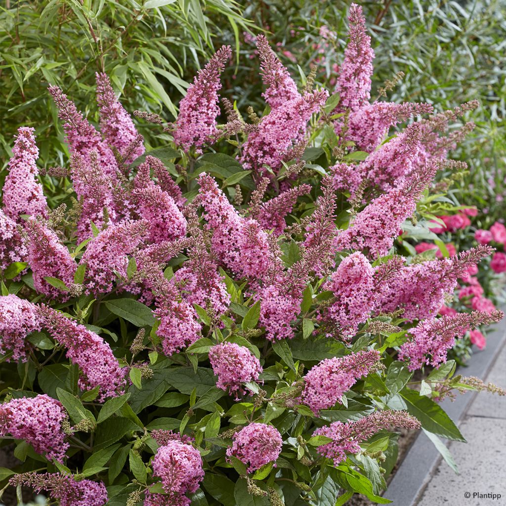 Buddleja davidii Butterfly Little Pink - Arbre aux papillons nain rose