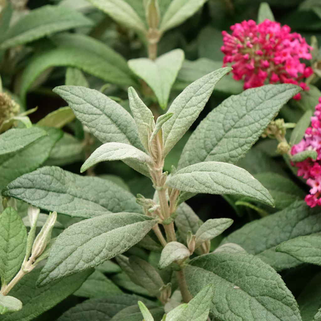 Budleia davidii Butterfly Candy Little Ruby