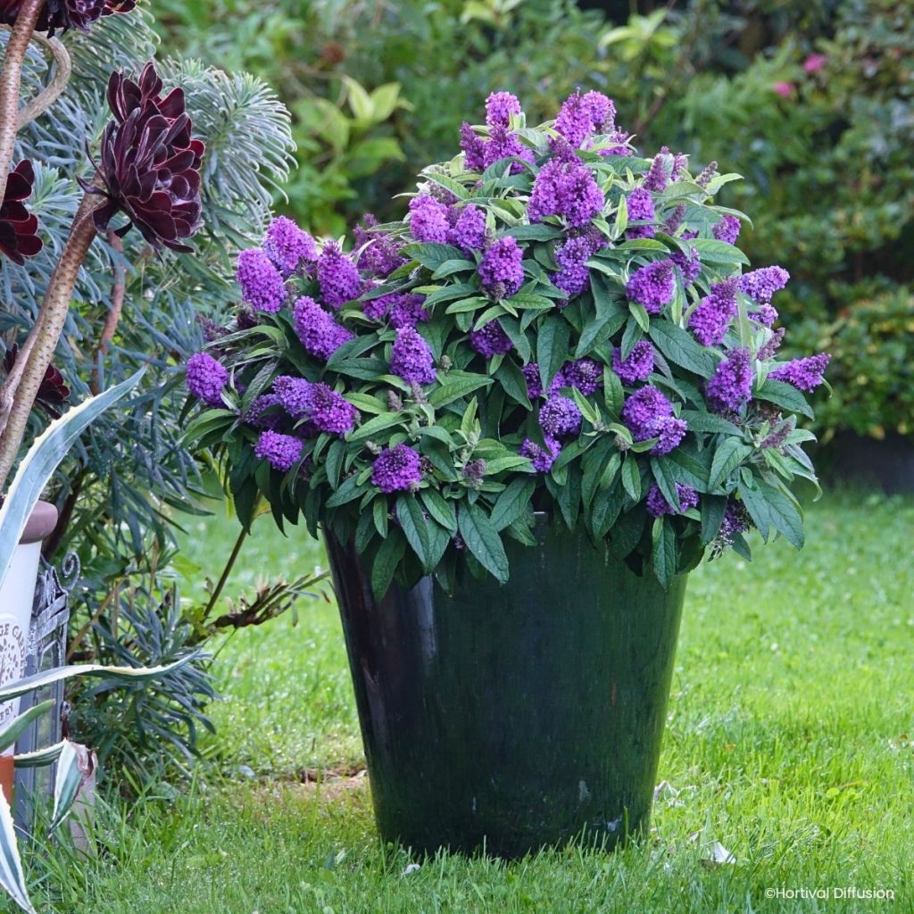 Budleia davidii Tiny Buddy Violet