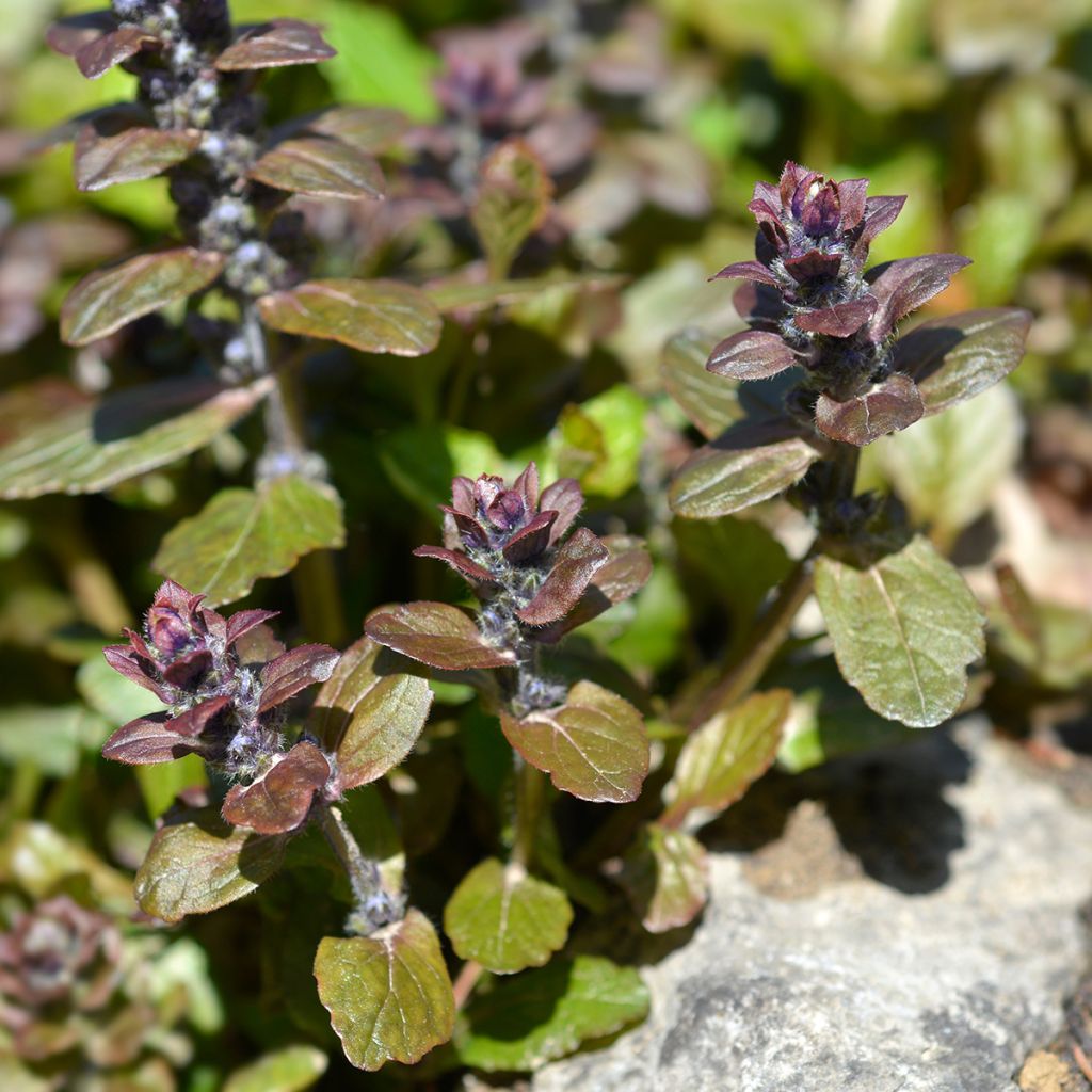 Ajuga reptans Multicolor (Rainbow)