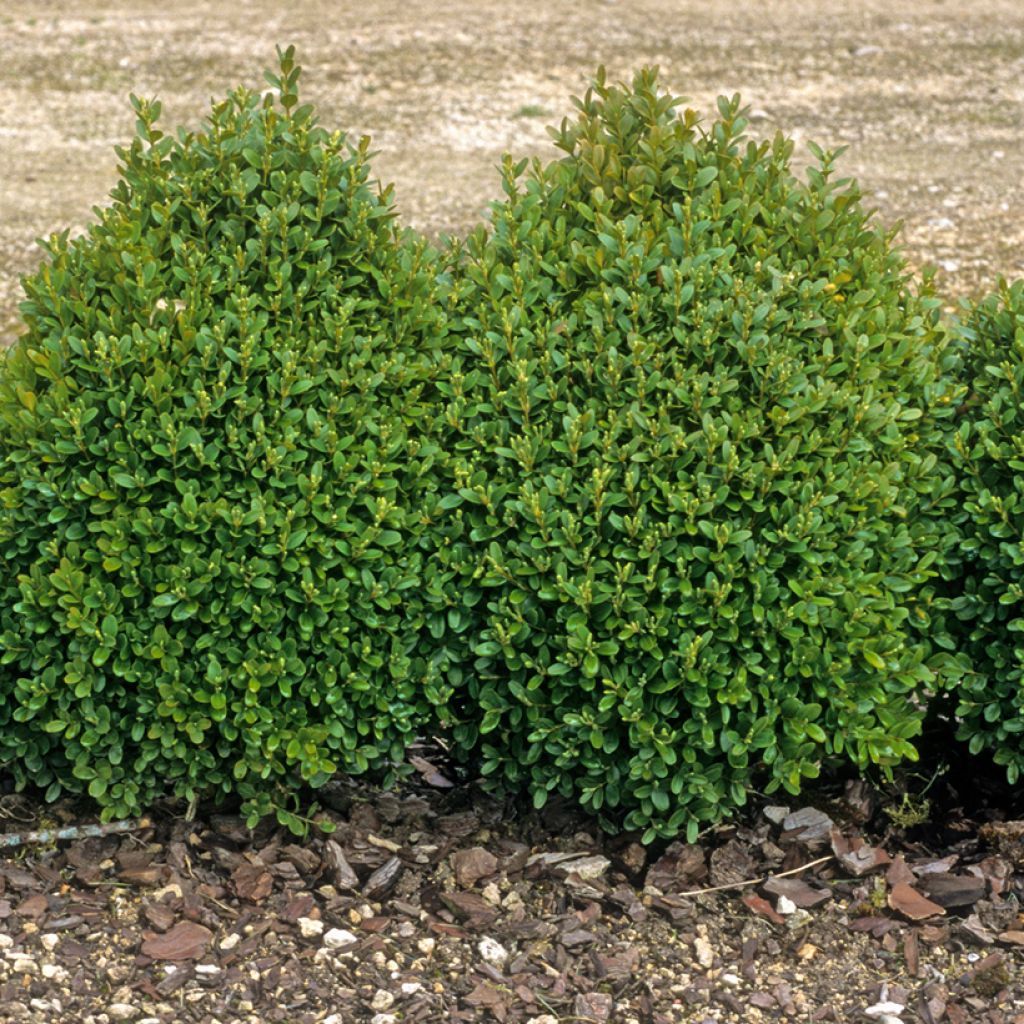 Buxus sempervirens - Buxo para bordaduras