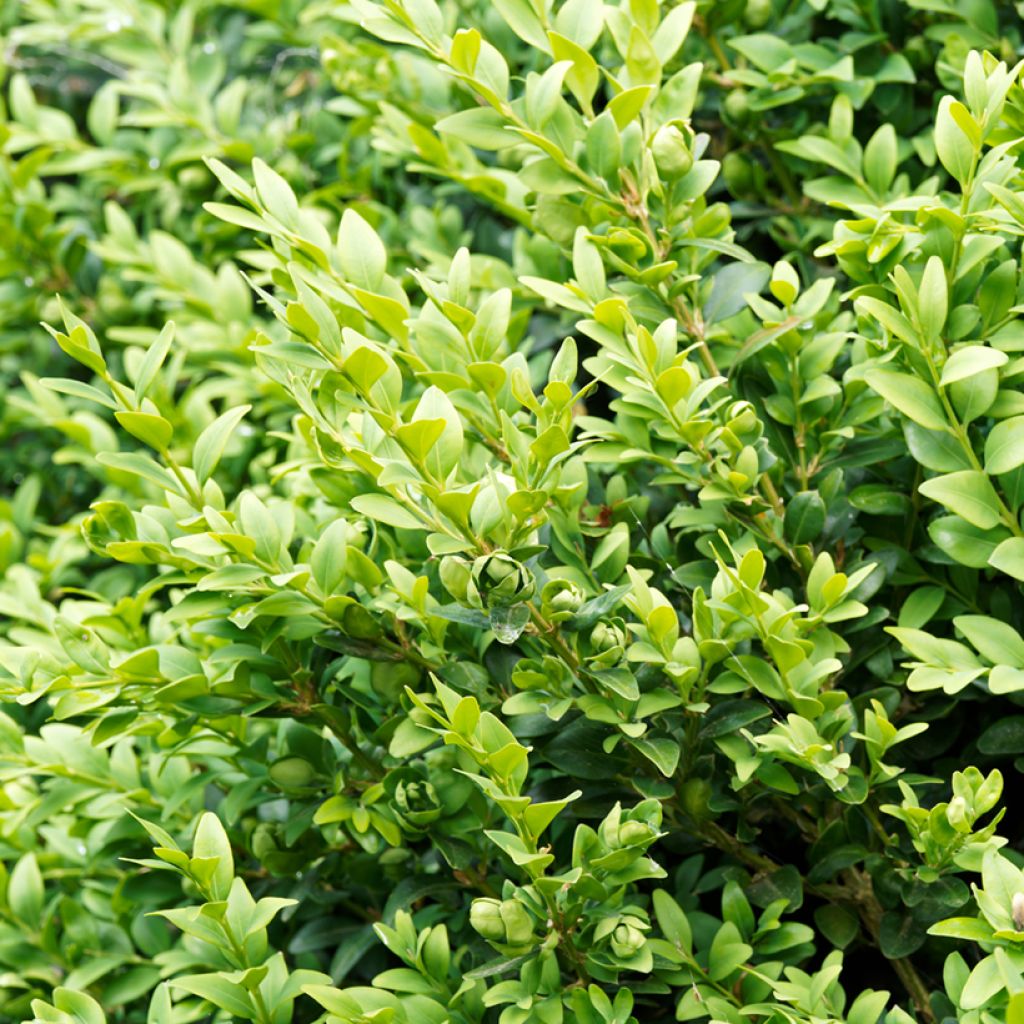 Buxus sempervirens Suffruticosa em vaso pequeno