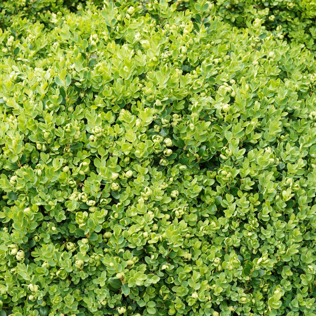 Buxus sempervirens Suffruticosa em vaso pequeno