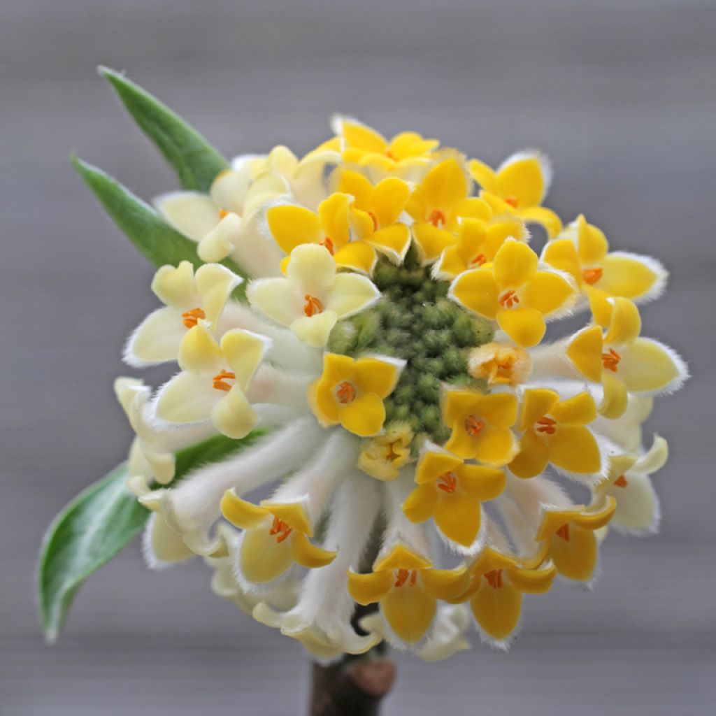 Edgeworthia chrysantha Winter Liebe