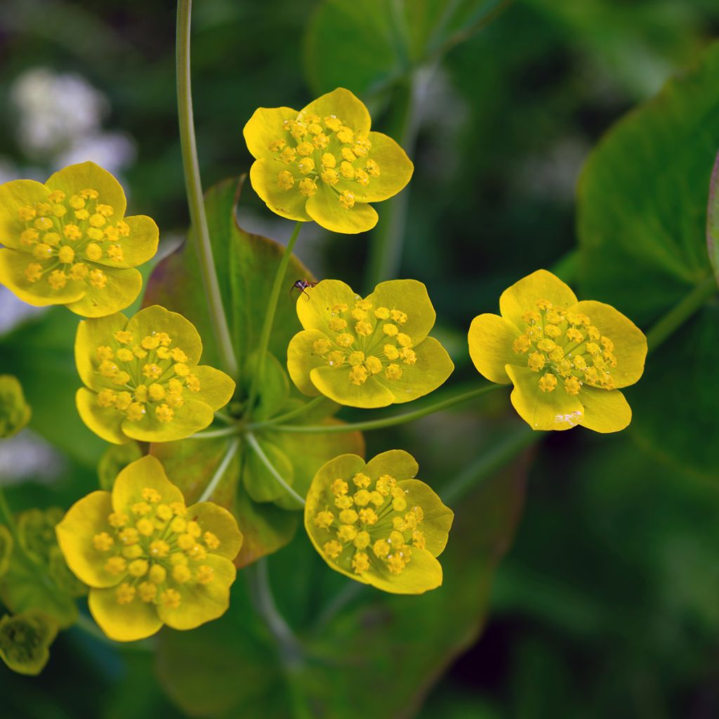 Bupleurum longifolium subsp. aureum