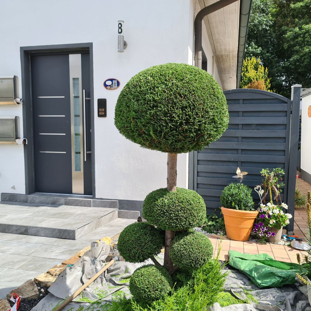 Buxo sempervirens Arborescens