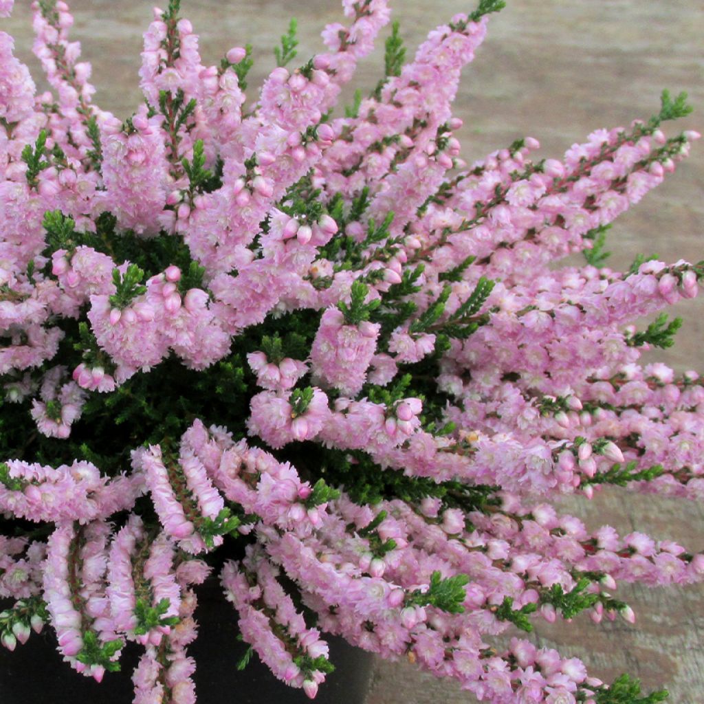 Calluna vulgaris Radnor