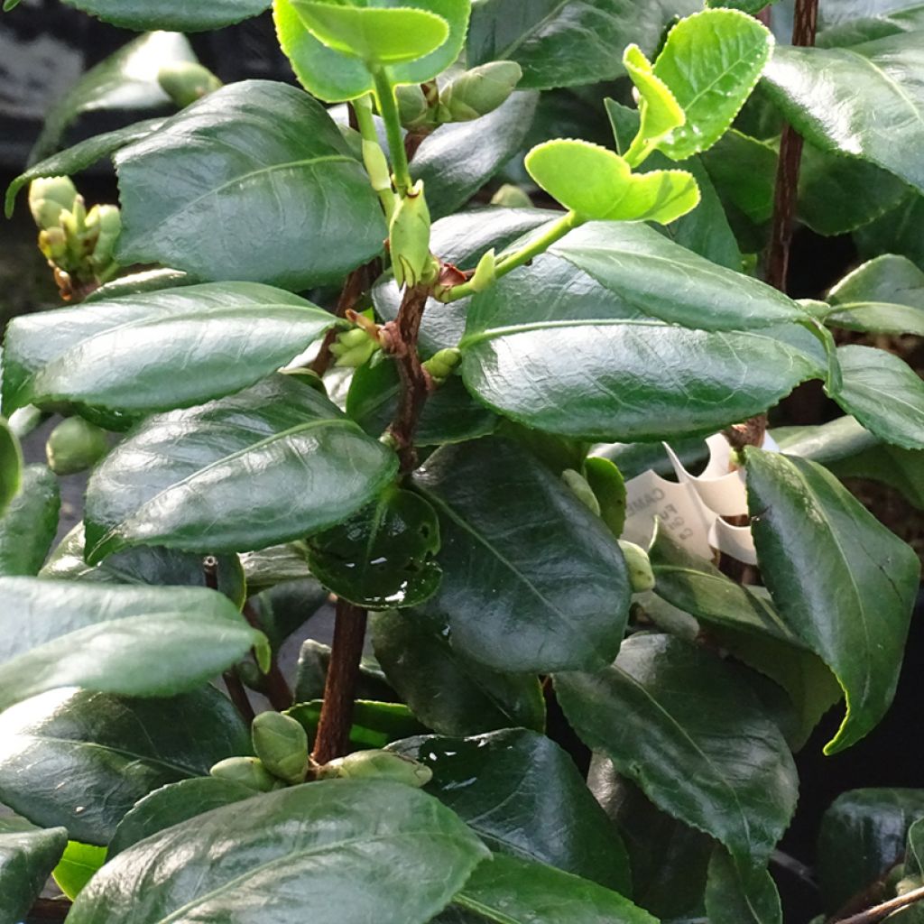 Camélia japonica de Higo Fuji