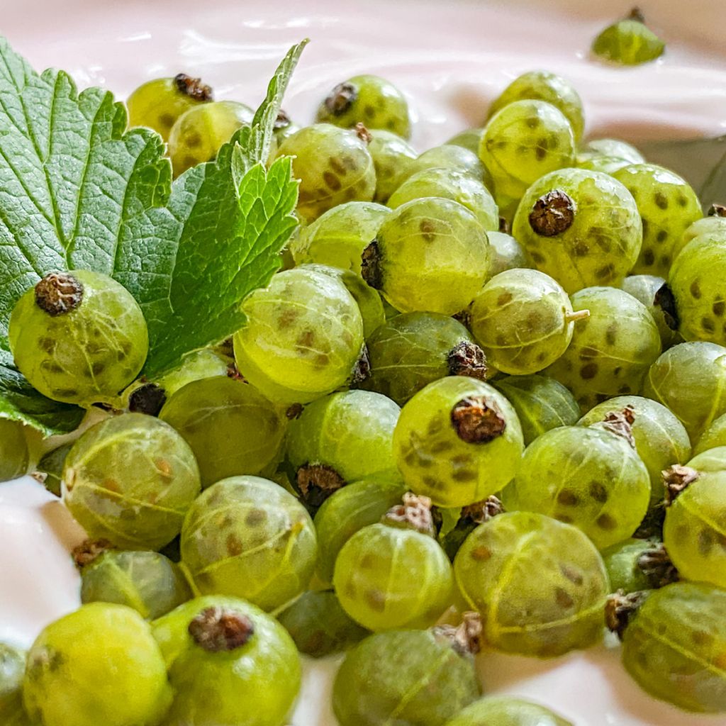 Groselheira-preta (Cássis) Cassissima Green Life