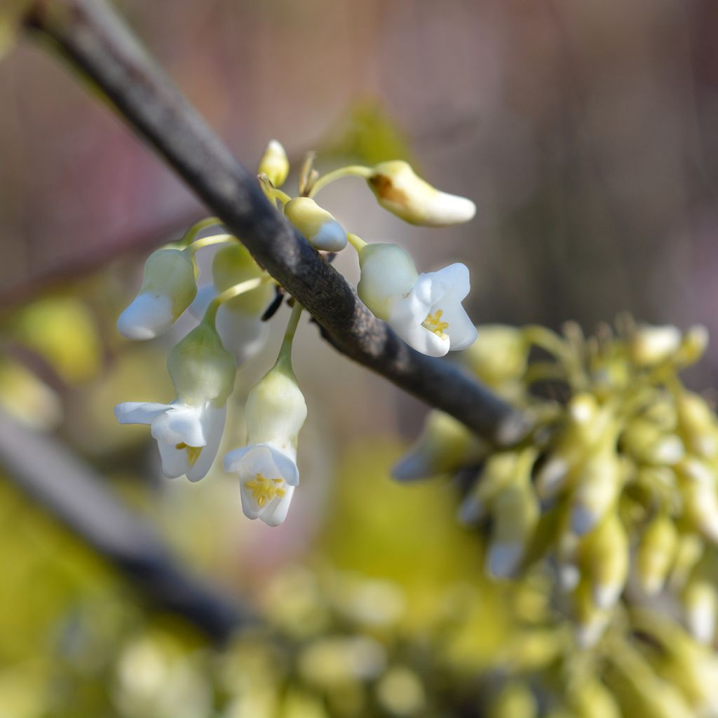 Cercis canadensis Texas White