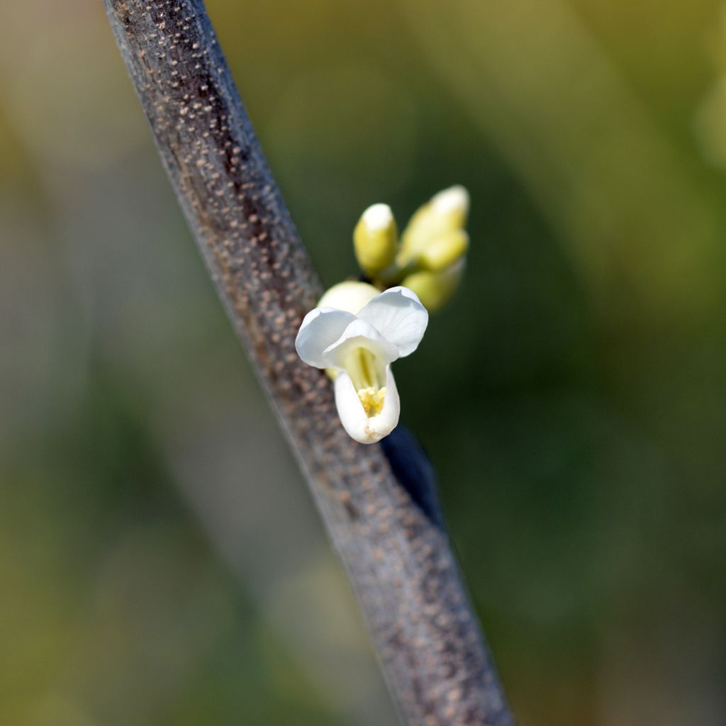 Cercis canadensis Texas White