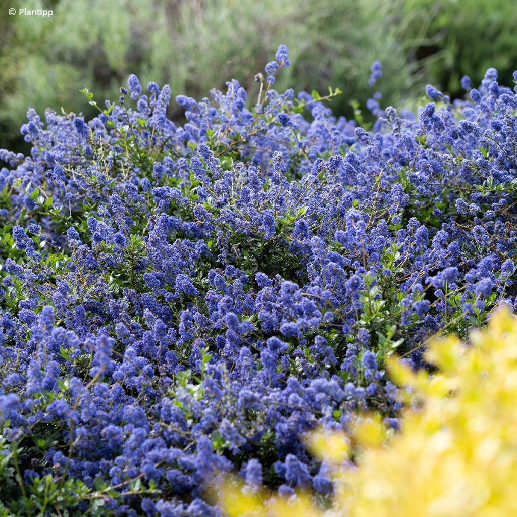 Ceanothus Pacific Wave