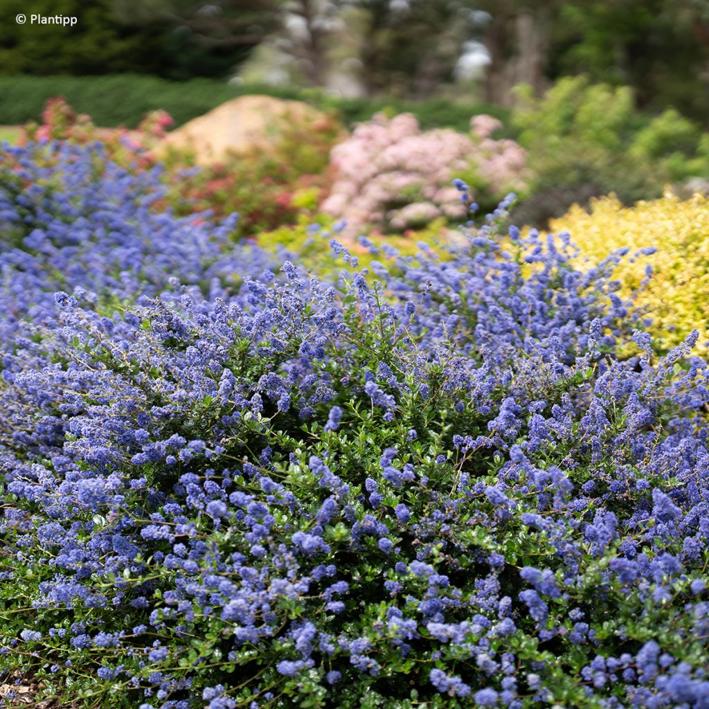 Ceanothus Pacific Wave
