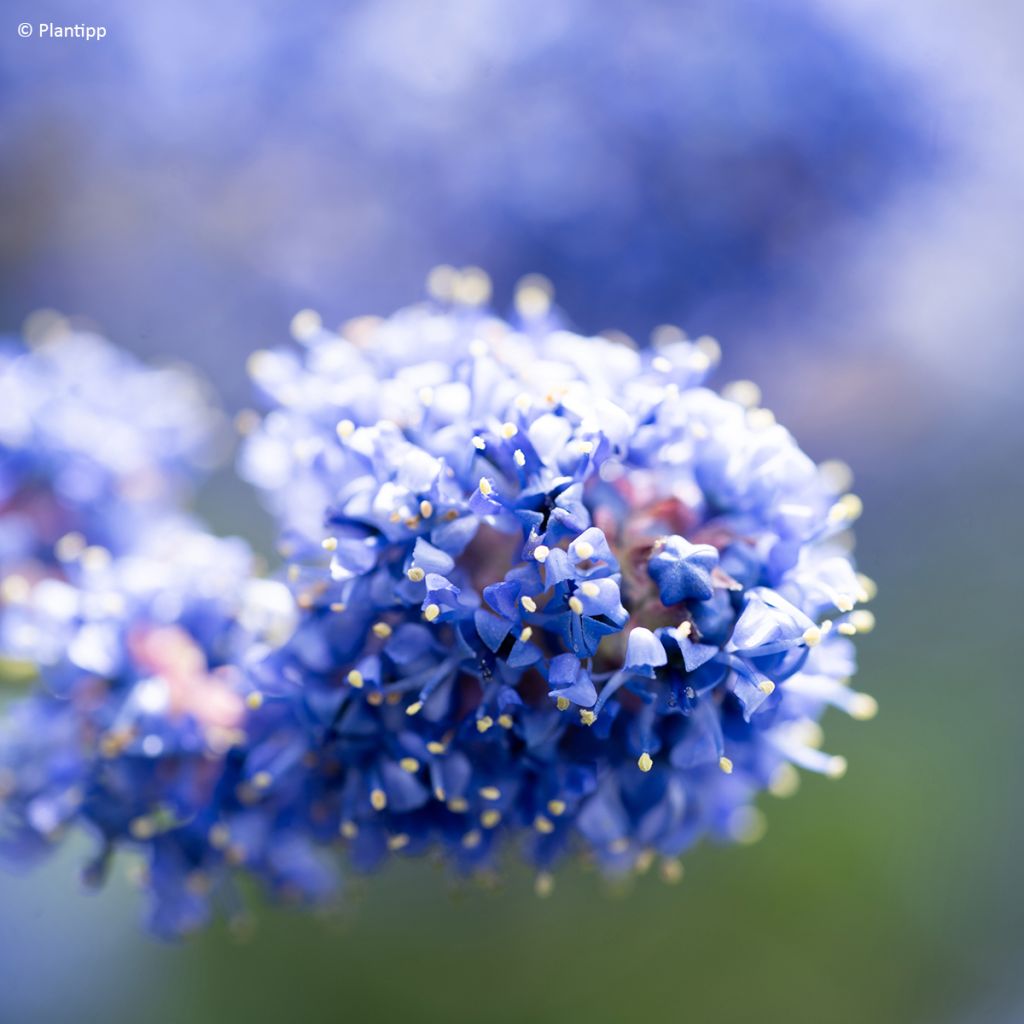 Ceanothus Pacific Wave