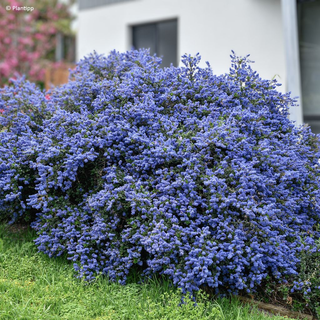 Ceanothus Pacific Wave