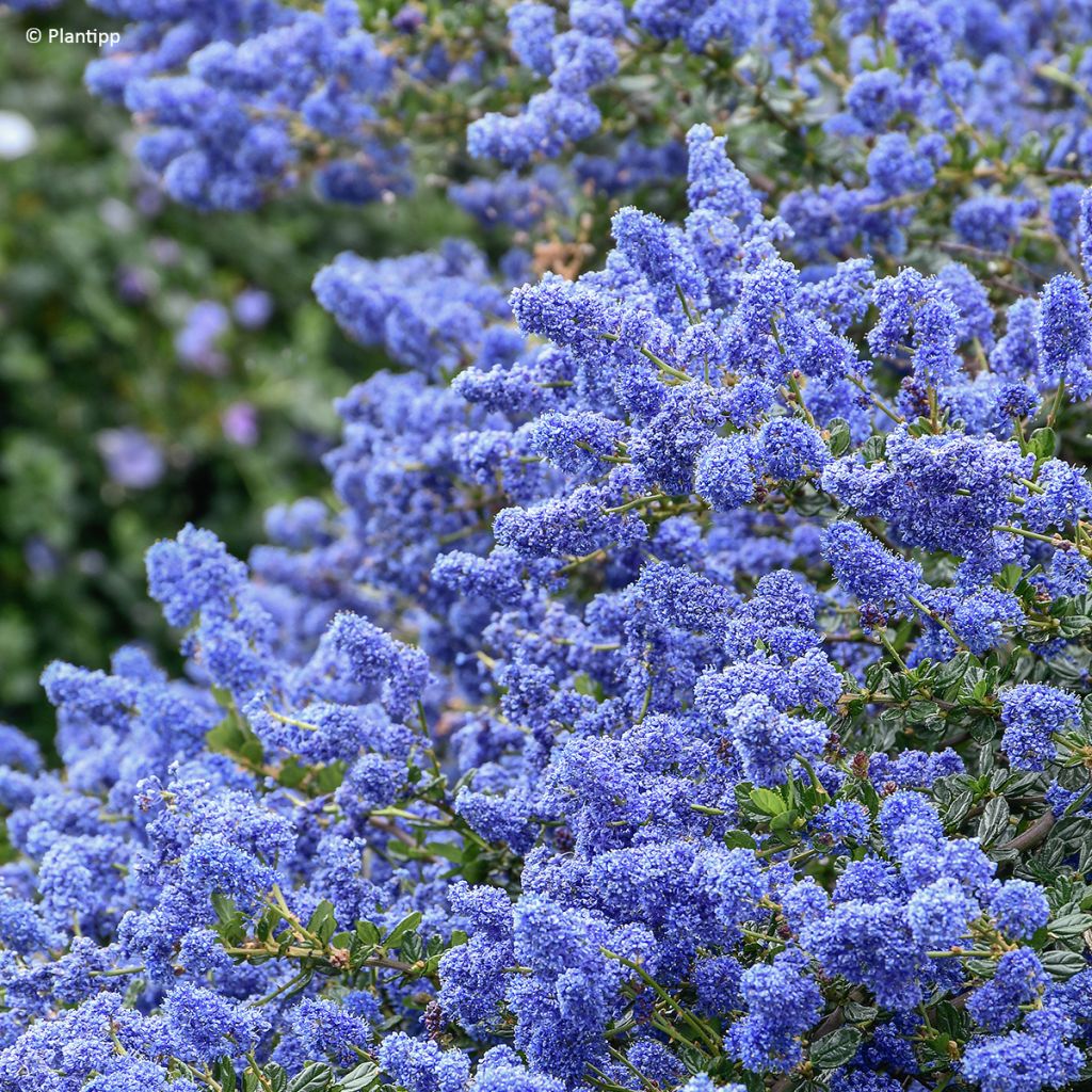 Ceanothus Pacific Wave