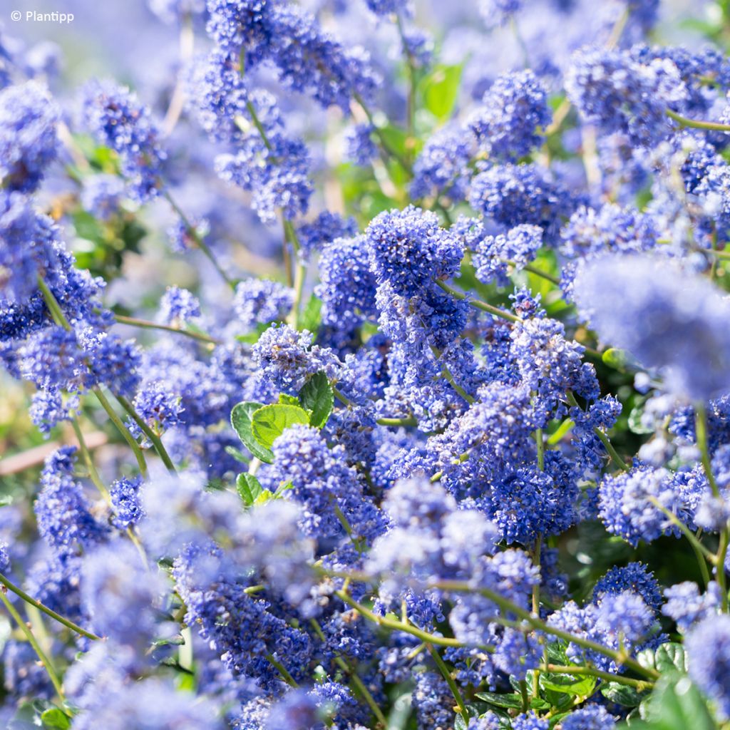Ceanothus Pacific Wave
