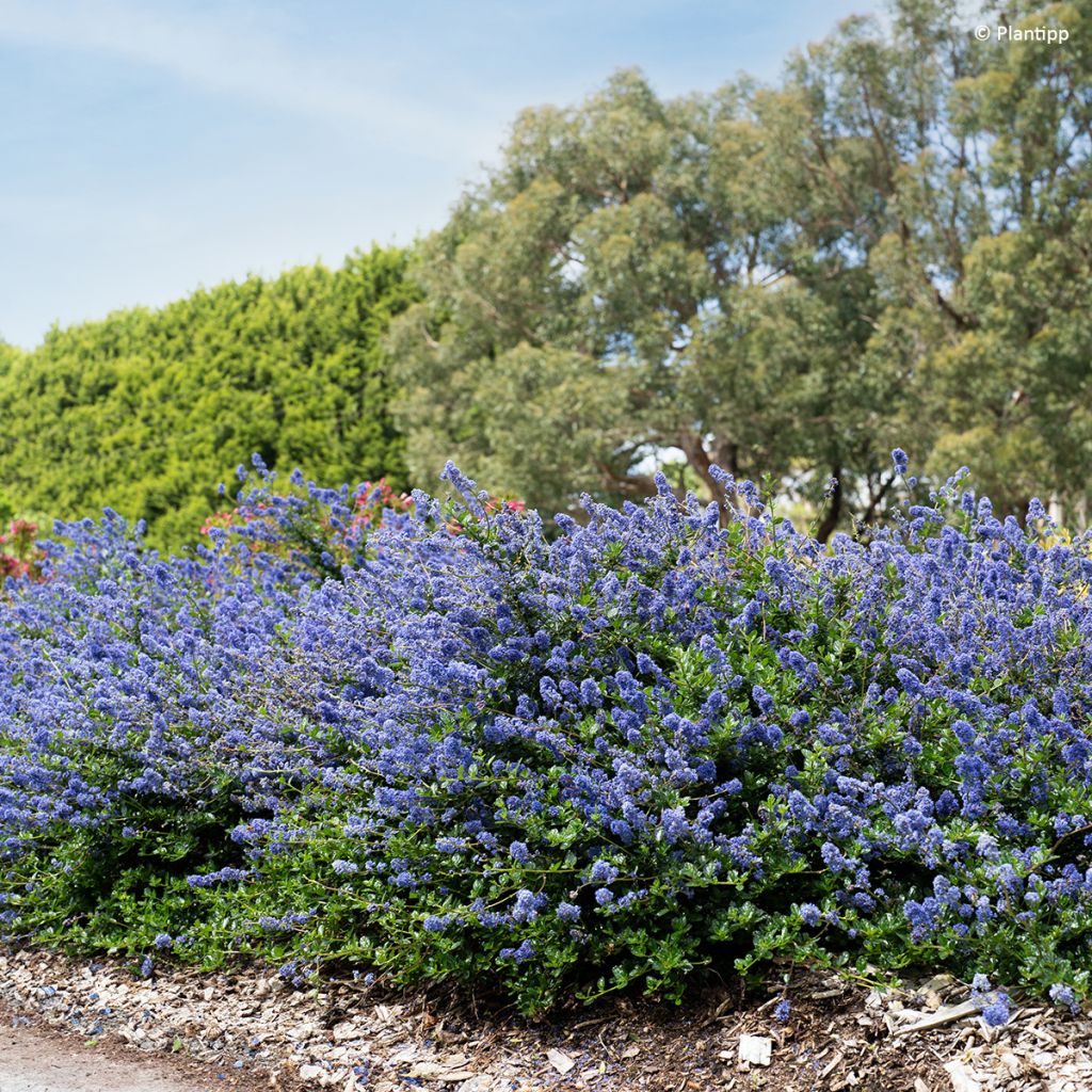 Ceanothus Pacific Wave