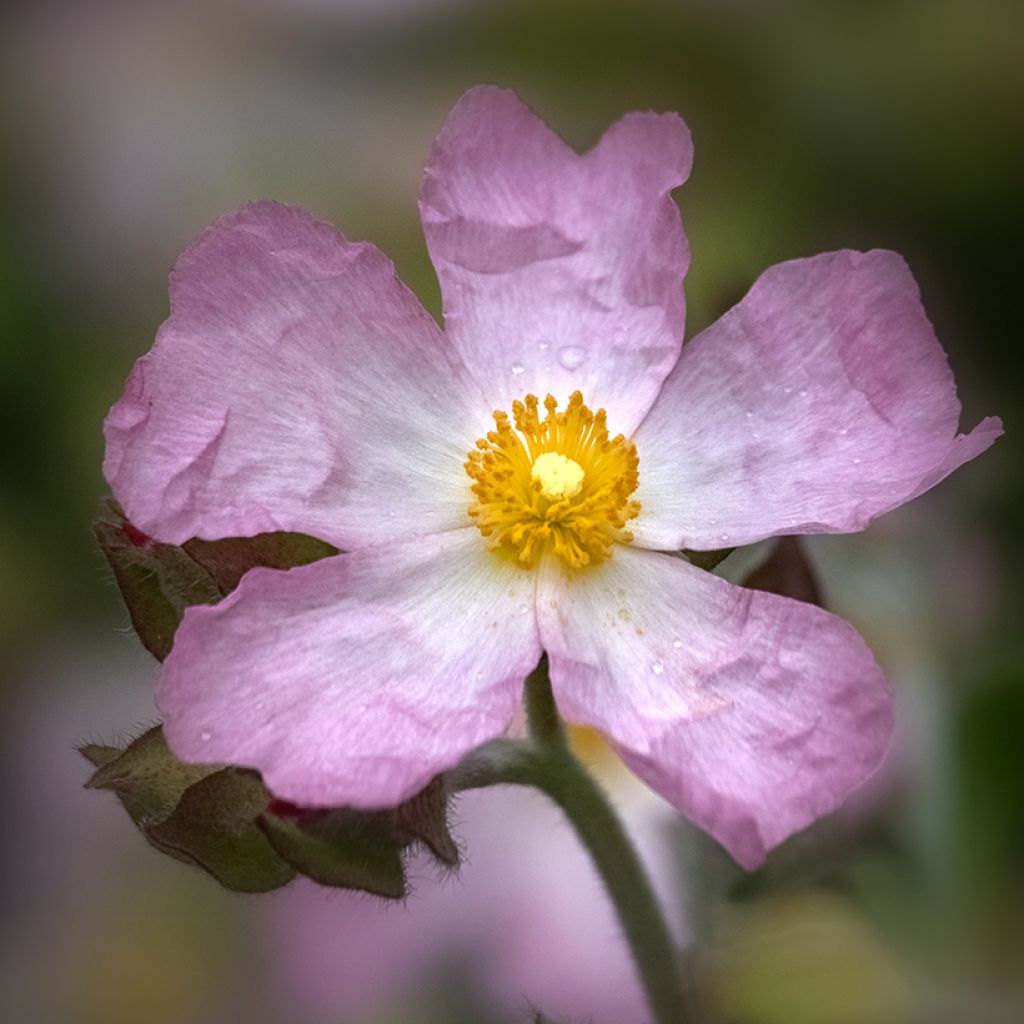 Cistus Grayswood Rosa