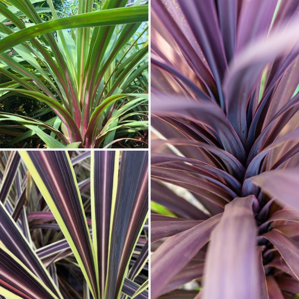 Cordyline Trio déco em vaso