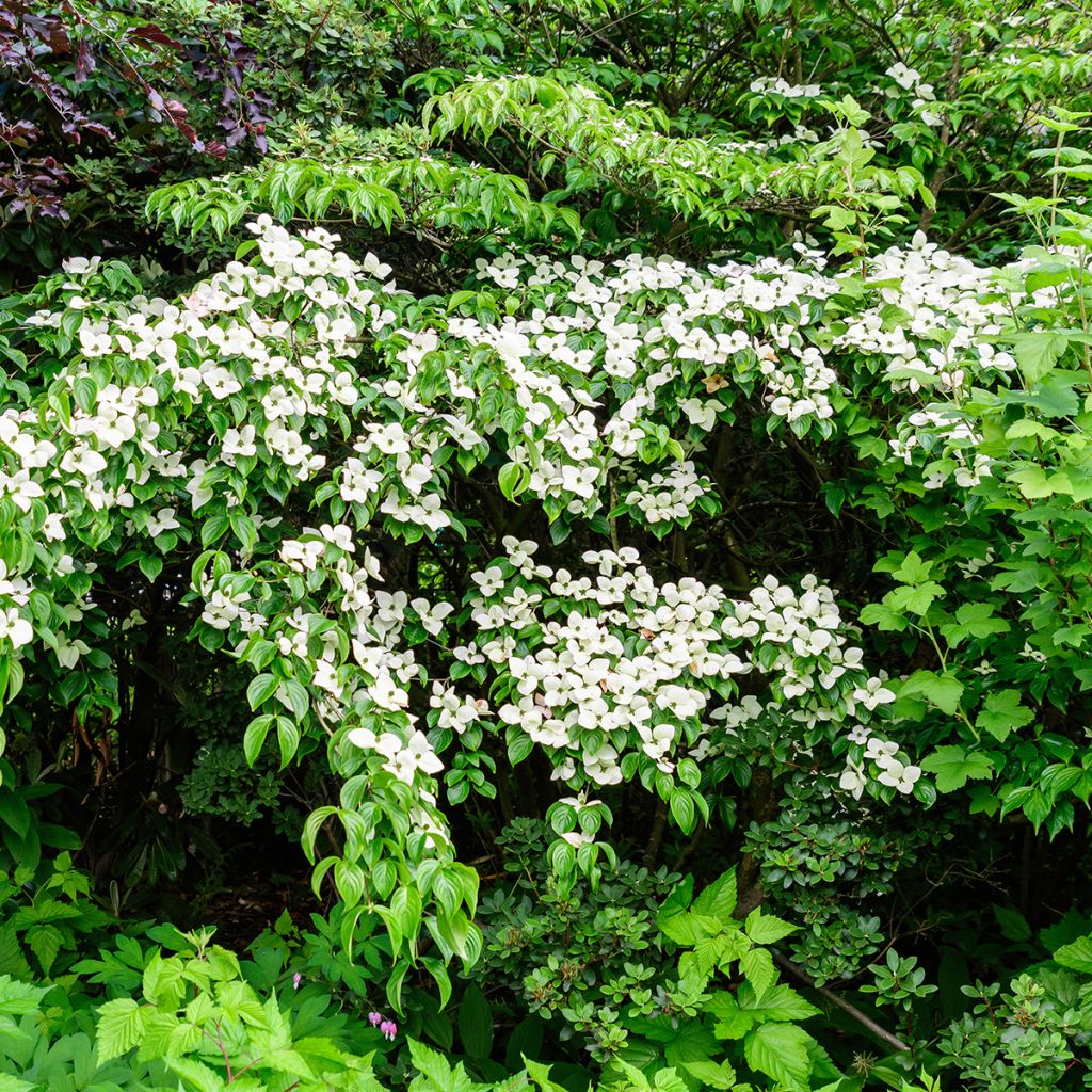 Corneiro-do-japão Weaver's Weeping - Cornus kousa
