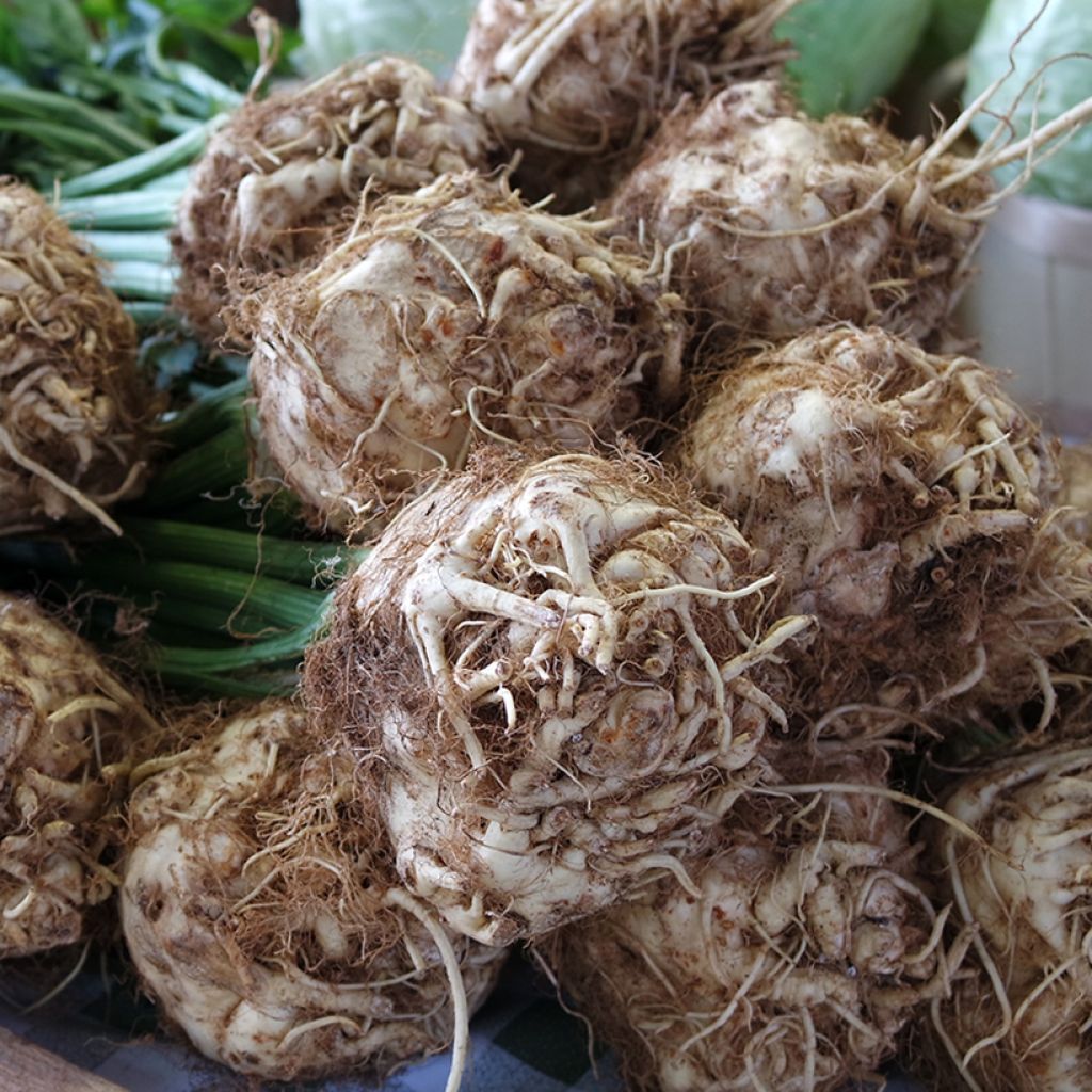 Aipo-rábano 'Roem van Zwijndrecht' Biológico (<em>Apium graveolens var. rapaceum</em>)