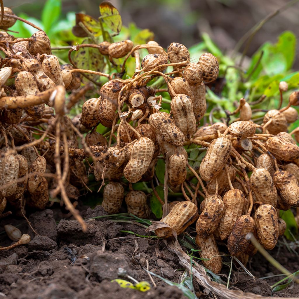 Amendoim x20 - Arachis hypogaea