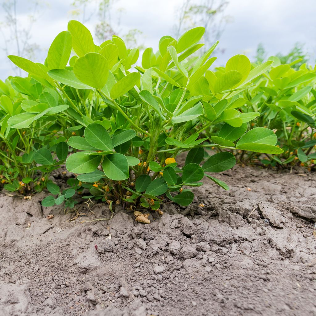 Amendoim x20 - Arachis hypogaea