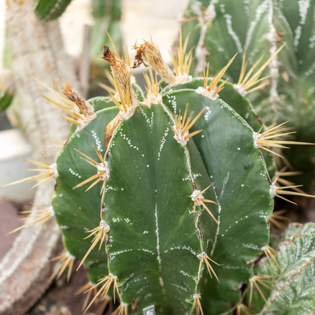 Astrophytum ornatum - Cacto-estrela
