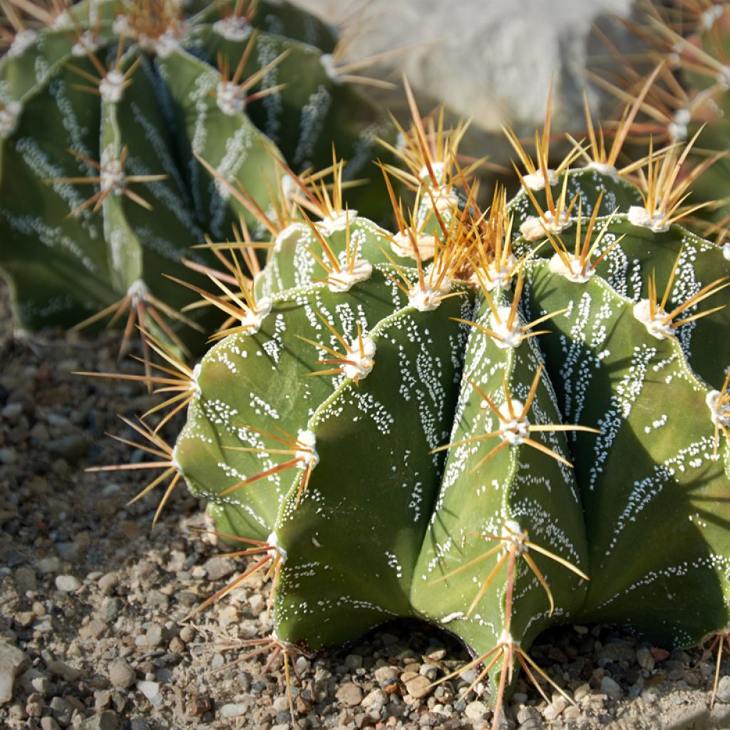 Astrophytum ornatum - Cacto-estrela