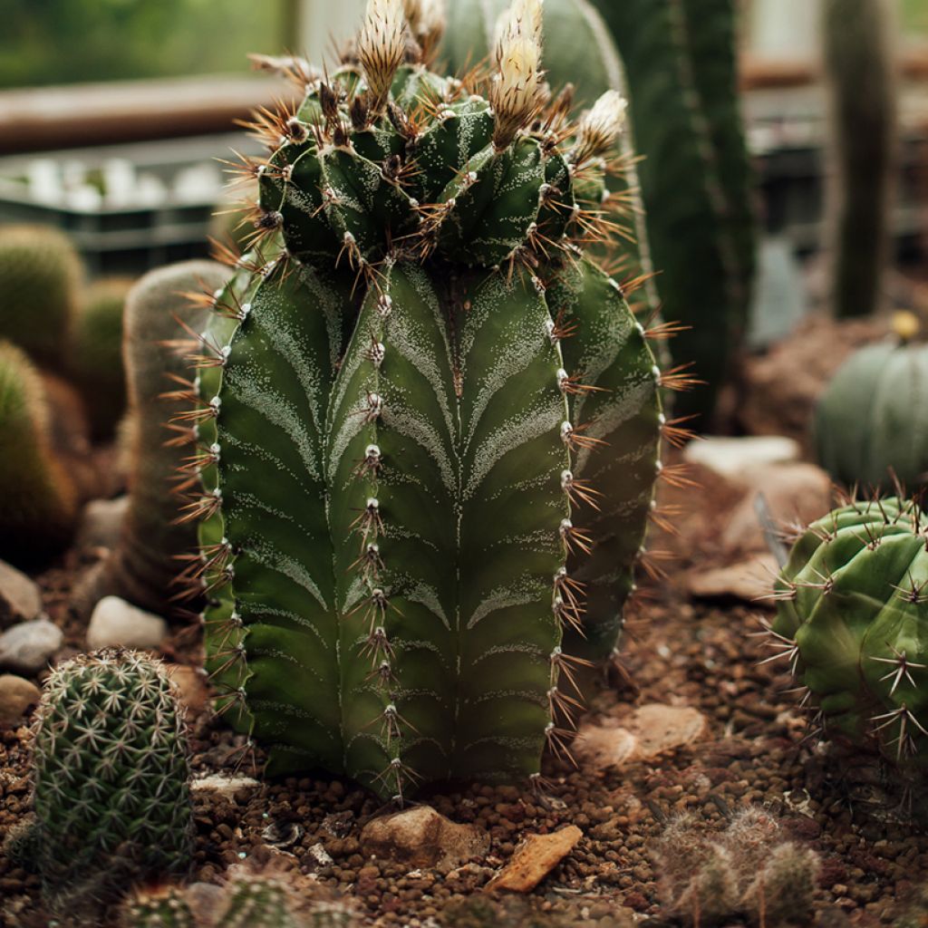 Astrophytum ornatum - Cacto-estrela