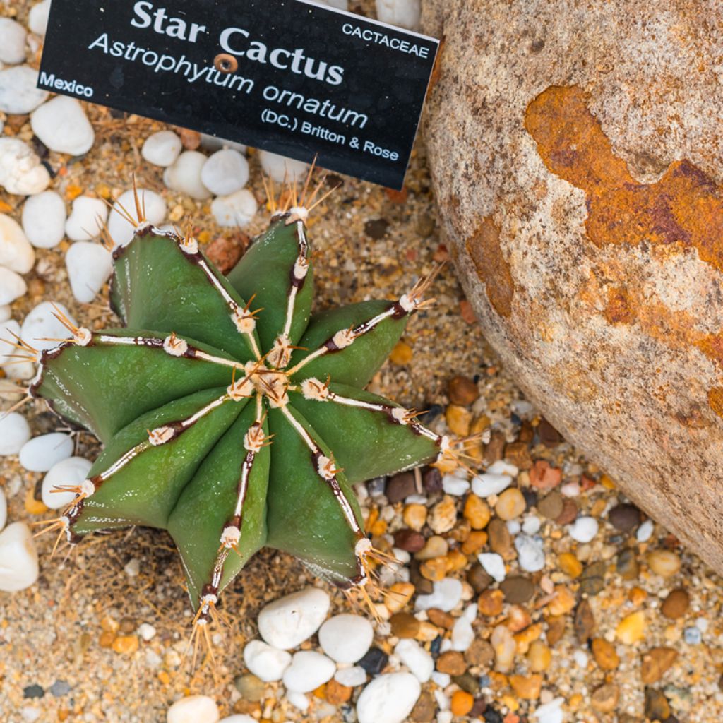 Astrophytum ornatum - Cacto-estrela