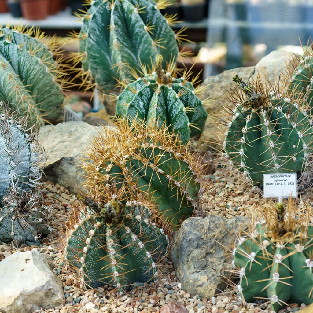 Astrophytum ornatum - Cacto-estrela