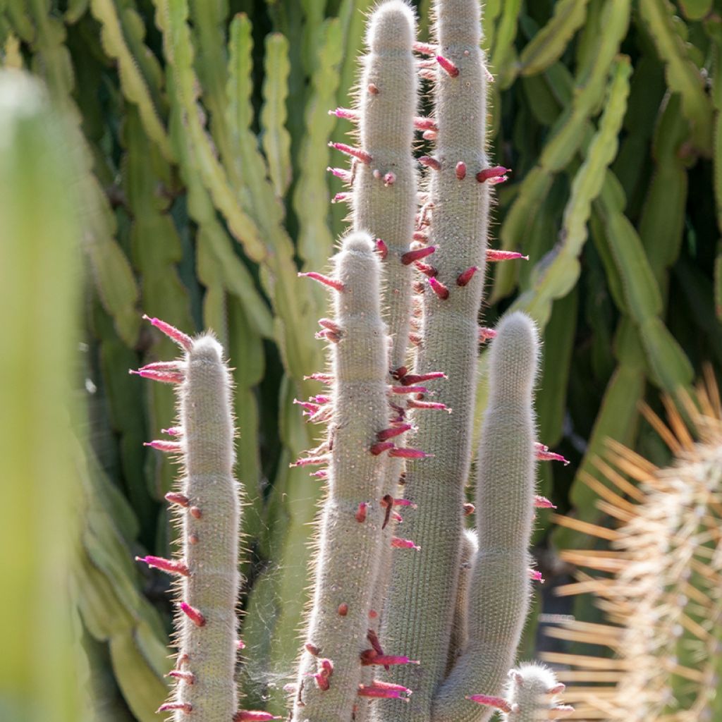 Cleistocactus strausii