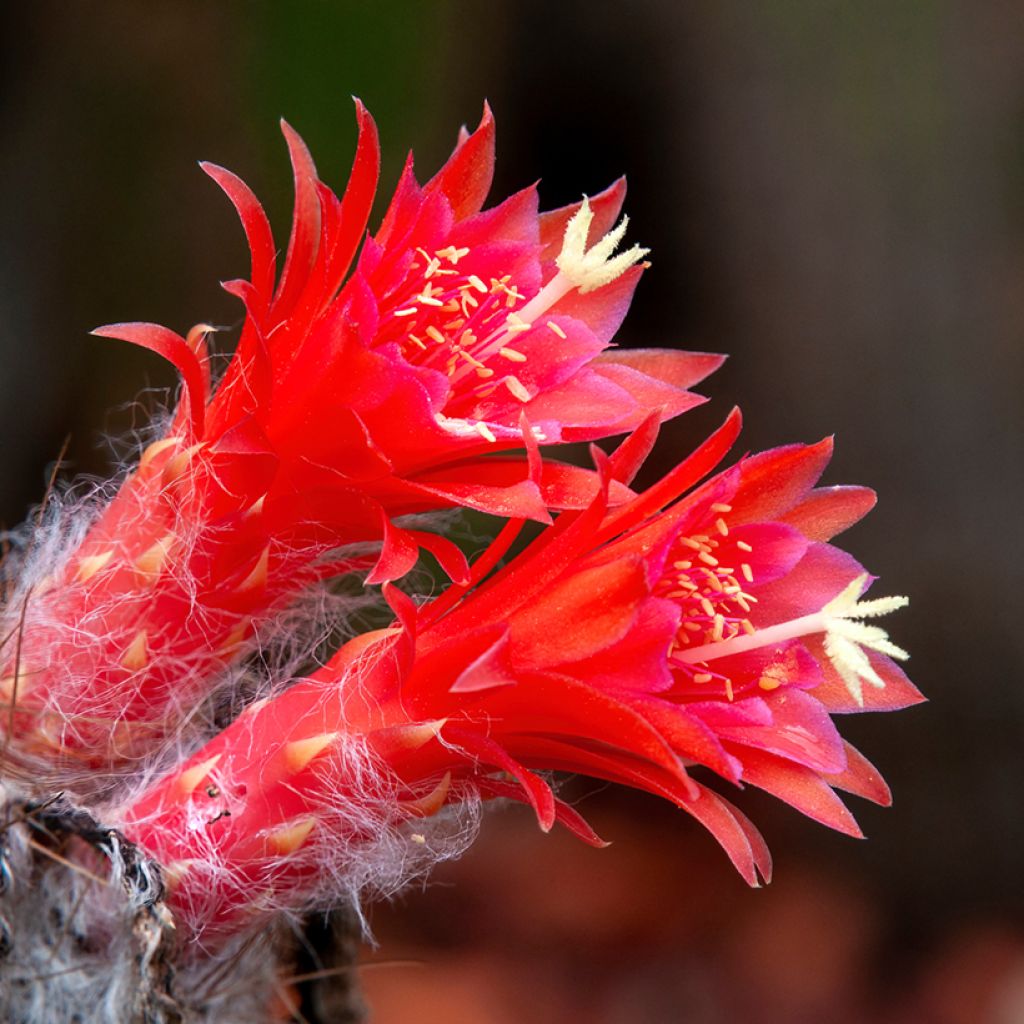 Cleistocactus strausii