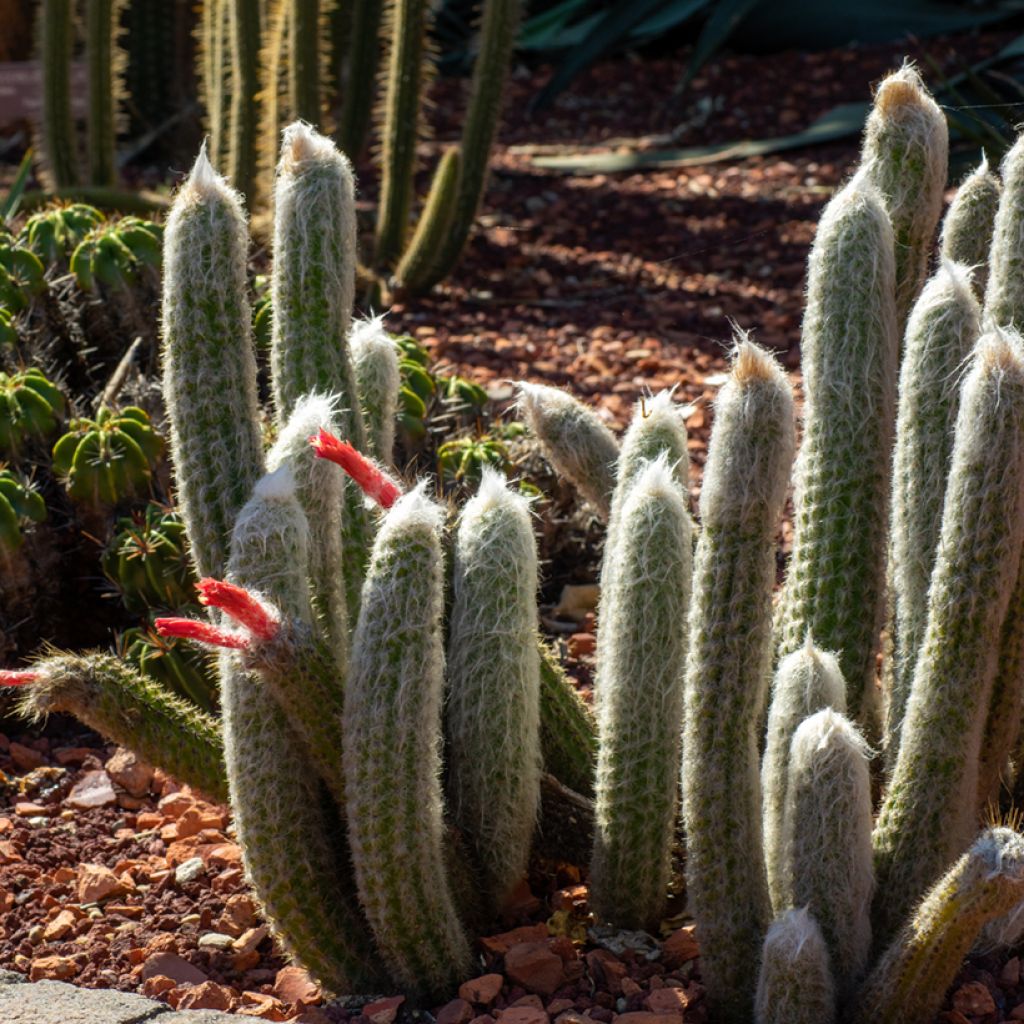 Cleistocactus strausii
