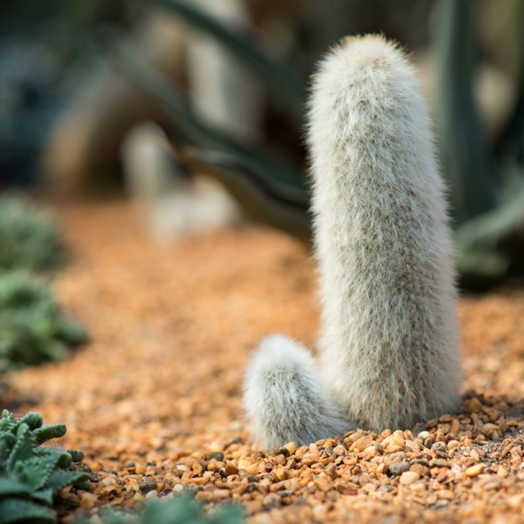 Cleistocactus strausii